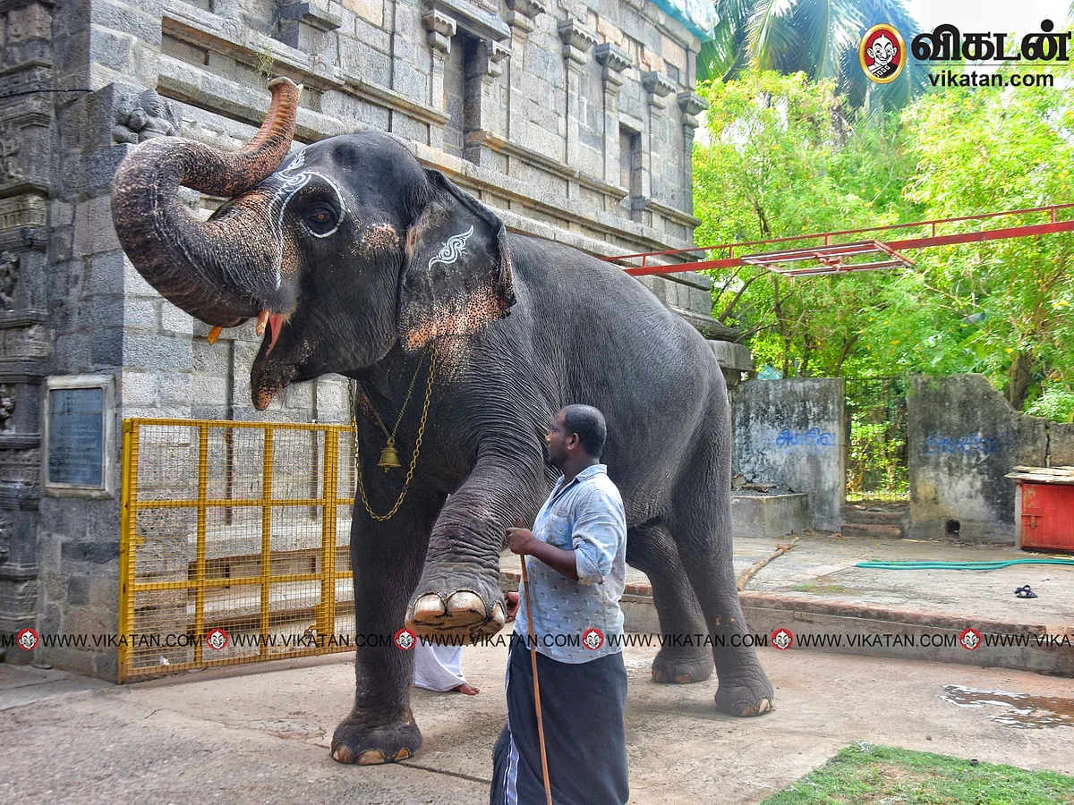 யானைகள் தினம் 2022: மயூரநாதசுவாமி கோயில் யானை அபயாம்பிகை - சிறப்புப் புகைப்படத் தொகுப்பு