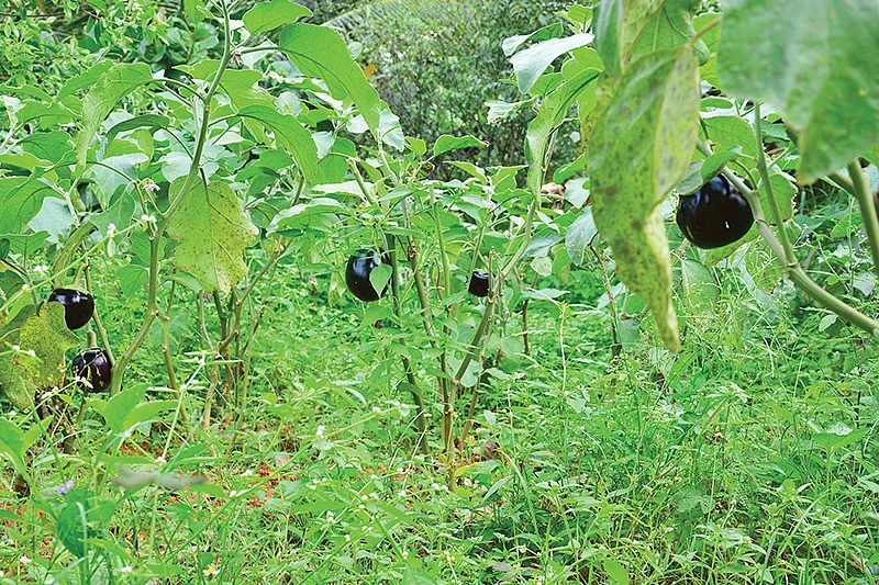 கத்திரிக்காய்