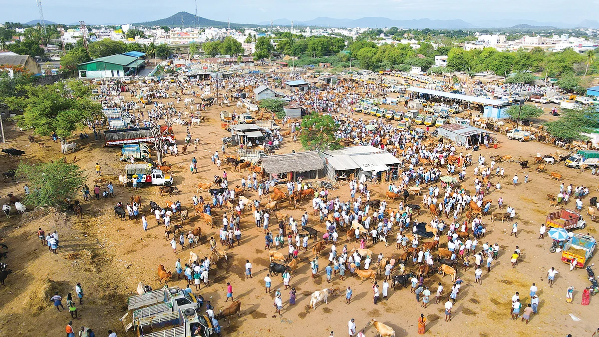 கழுகு பார்வையில் மணப்பாறை மாட்டுச் சந்தை