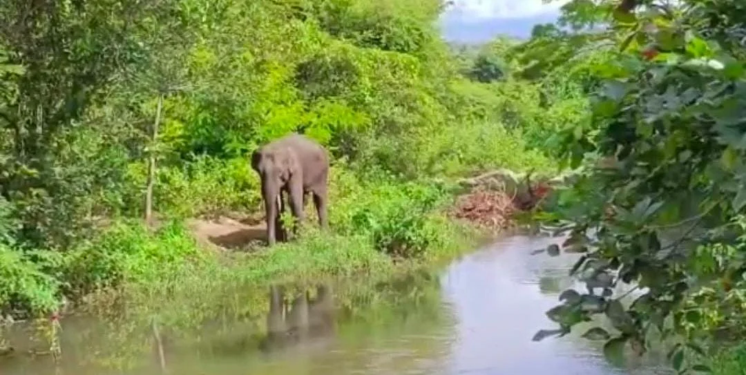 யானை