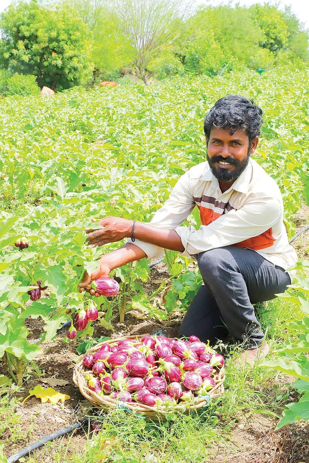 கத்திரி வயலில் உலகநாதன்