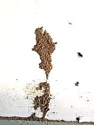 கறையான்
