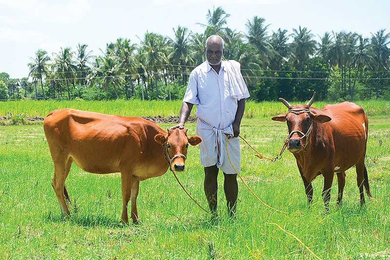 மாடுகளுடன்