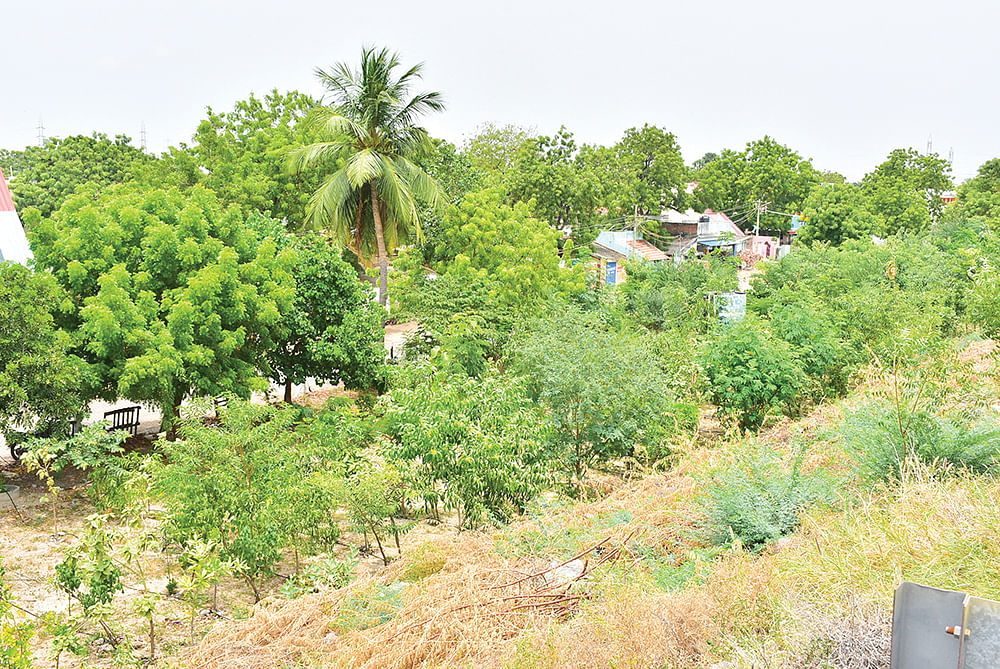மியாவாகி காடுகள்