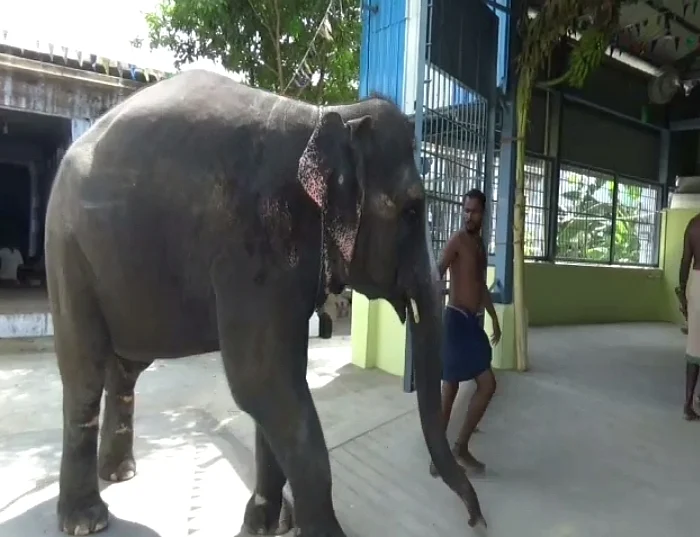 யானை