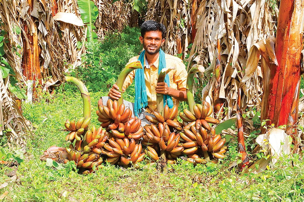 செவ்வாழைத் தார்களுடன் இளம் விவசாயி விஜய்