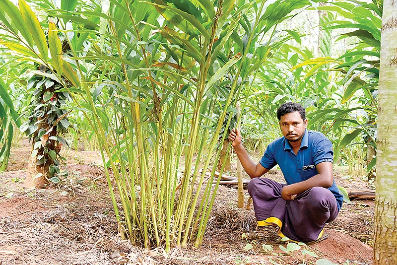 ஏலக்காய் செடிக்கு அருகில் ரமேஷ்