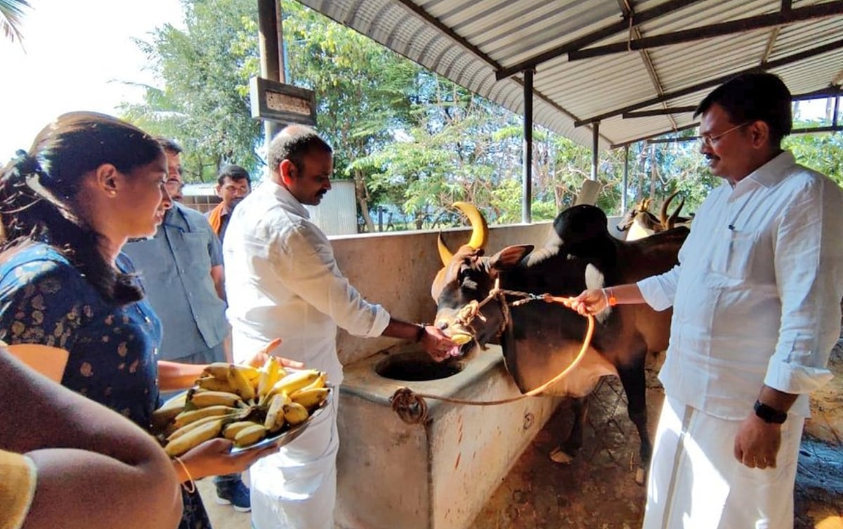 நாட்டு மாடு பண்ணை அமைக்க ரூ.2 கோடி மானியம் !
 மத்திய இணையமைச்சர் எல்.முருகன்