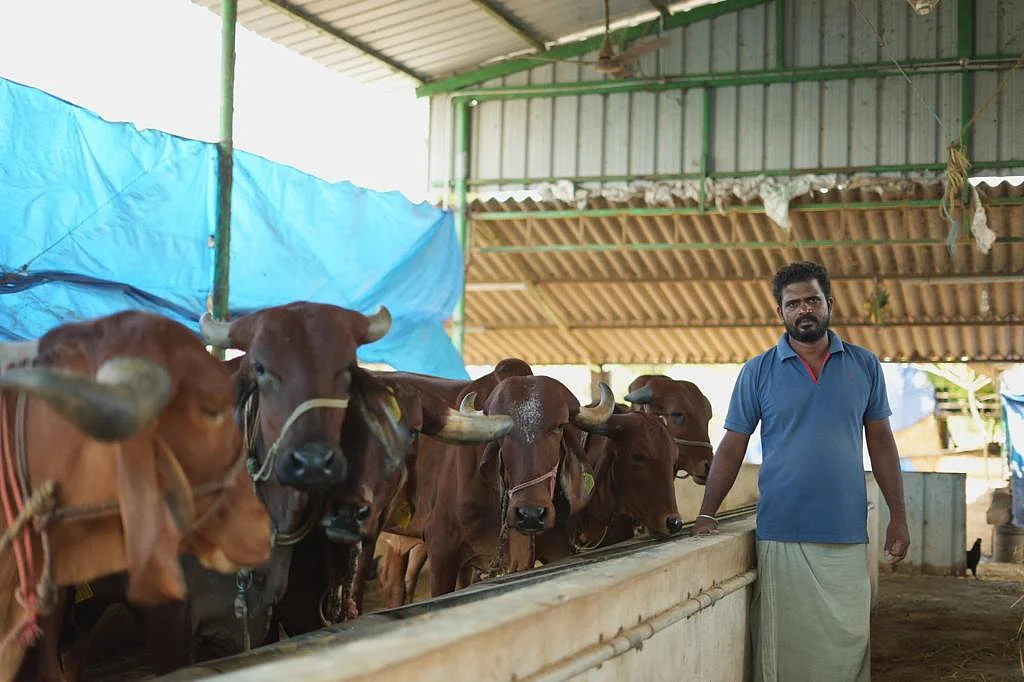 மாடு வளர்ப்பு | இயற்கை விவசாயம்