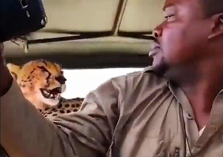 A guide to taking a selfie with a leopard