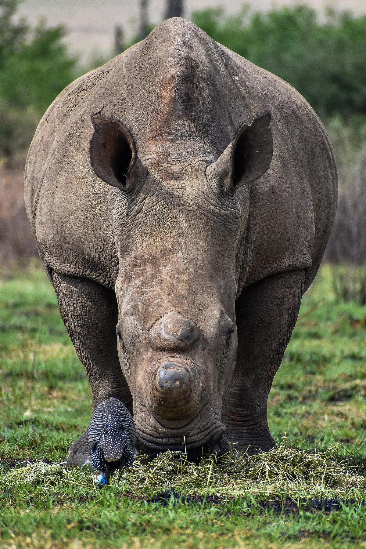 rhinoceros