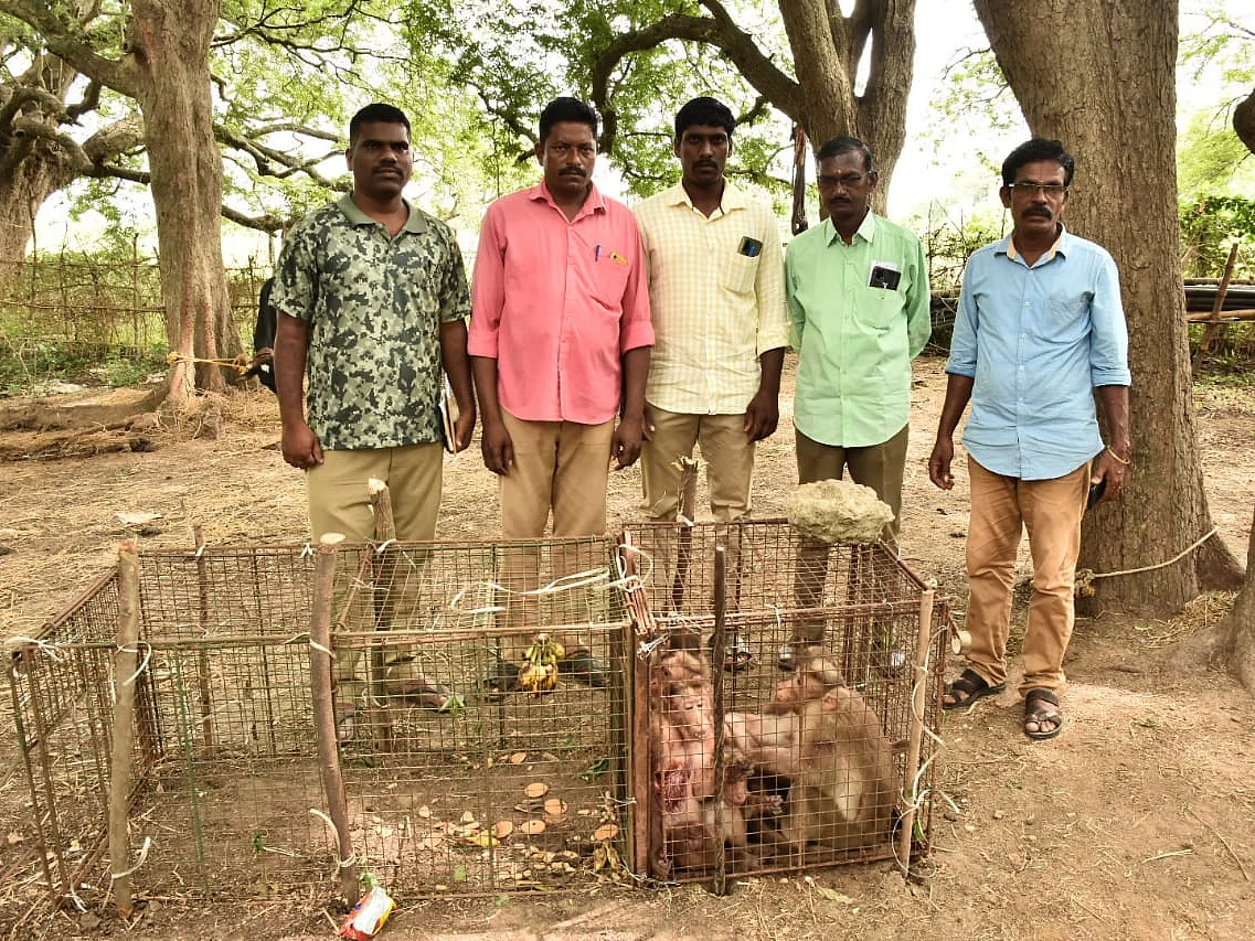 குரங்குகளால் குலைநடுங்கிய கிராமம்; பொறிவைத்துப் பிடிக்கும் பணி தொடக்கம்!