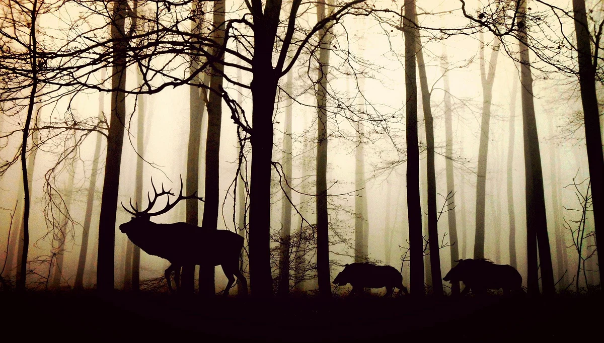 jungle