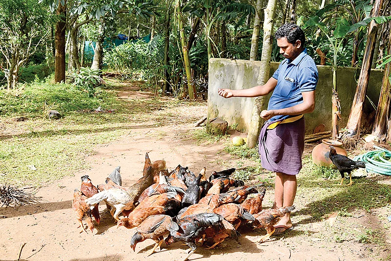 கோழிகள்