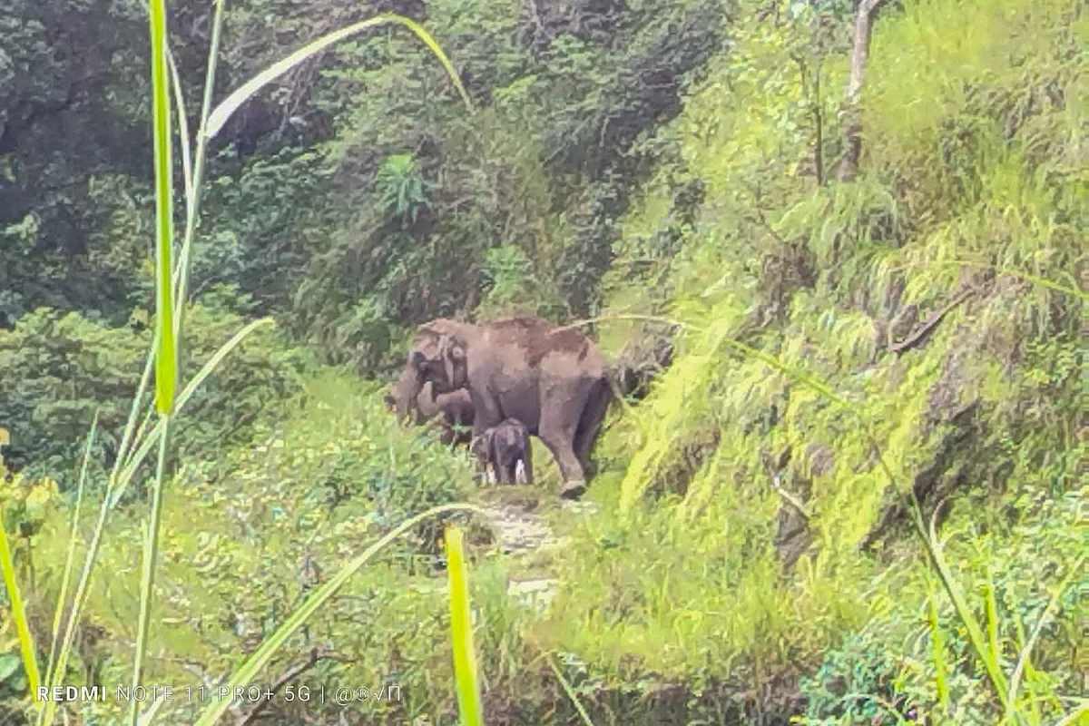 கூட்டத்துடன் சேர்க்கப்பட்ட யானை குட்டி