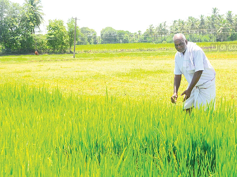 3 ஏக்கர்... ரூ.1,47,000 லாபம்... பாரம்பர்ய நெல் சாகுபடியில் அசத்தும் அரிசி வியாபாரி!