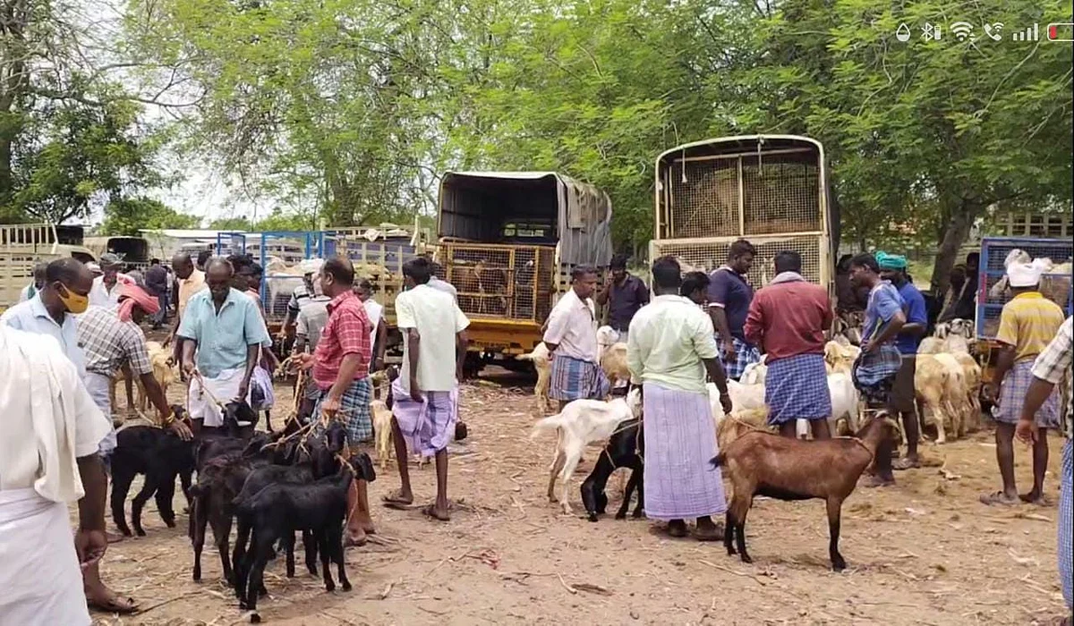 ஆட்டுச்சந்தை