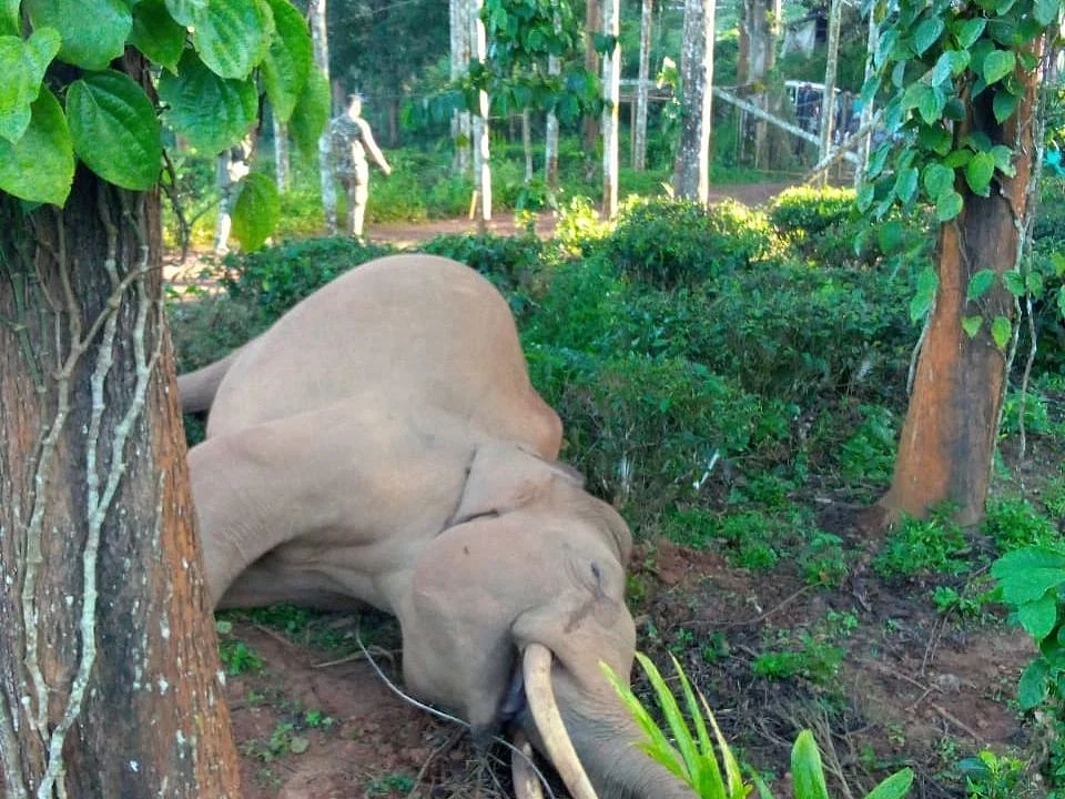 நீலகிரி: மின்சாரம் தாக்கி பரிதாபமாக உயிரிழந்த ஆண் யானை... வனத்துறை விசாரணை!