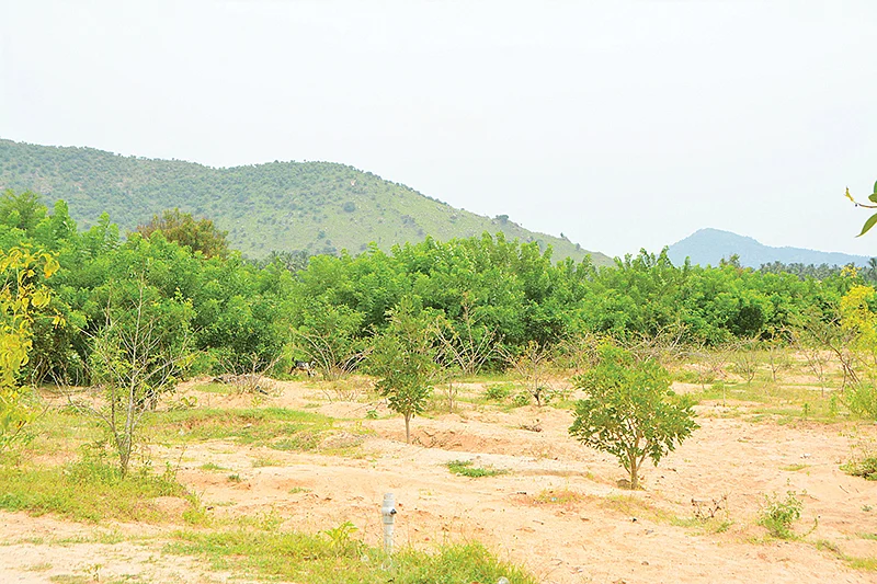 மீட்டெடுக்கப்பட்ட காடு