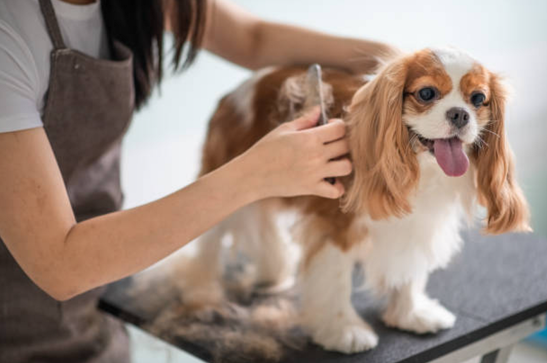 பெட் குரூமிங் | Pet grooming