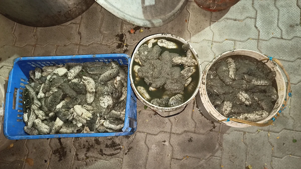 கடத்தப்படும் கடல் அட்டைகள்