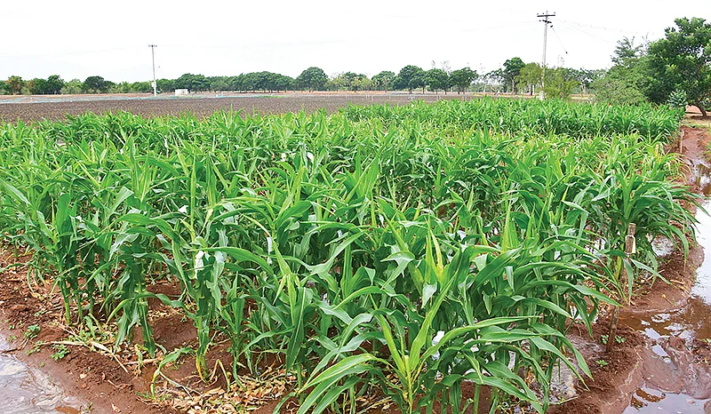 ஆராய்ச்சி நிலையத்தில் மக்காச்சோள சாகுபடி