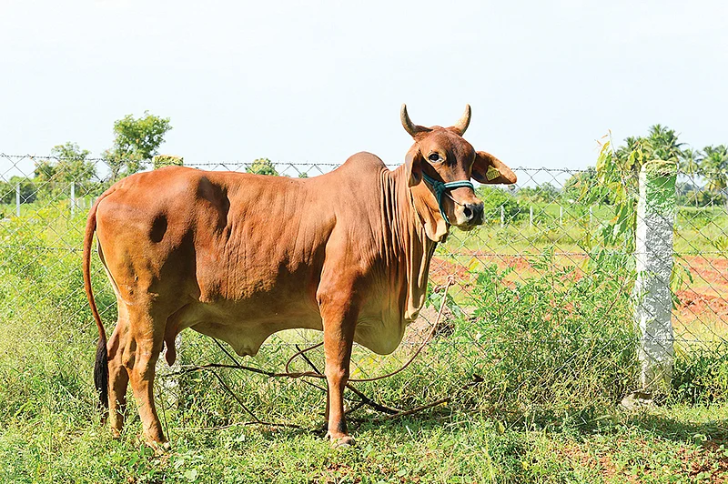 காளைமாடு