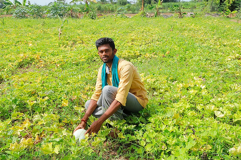 வெண்பூசணி