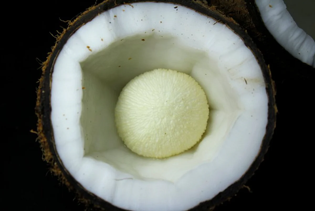 தேங்காய் பூ