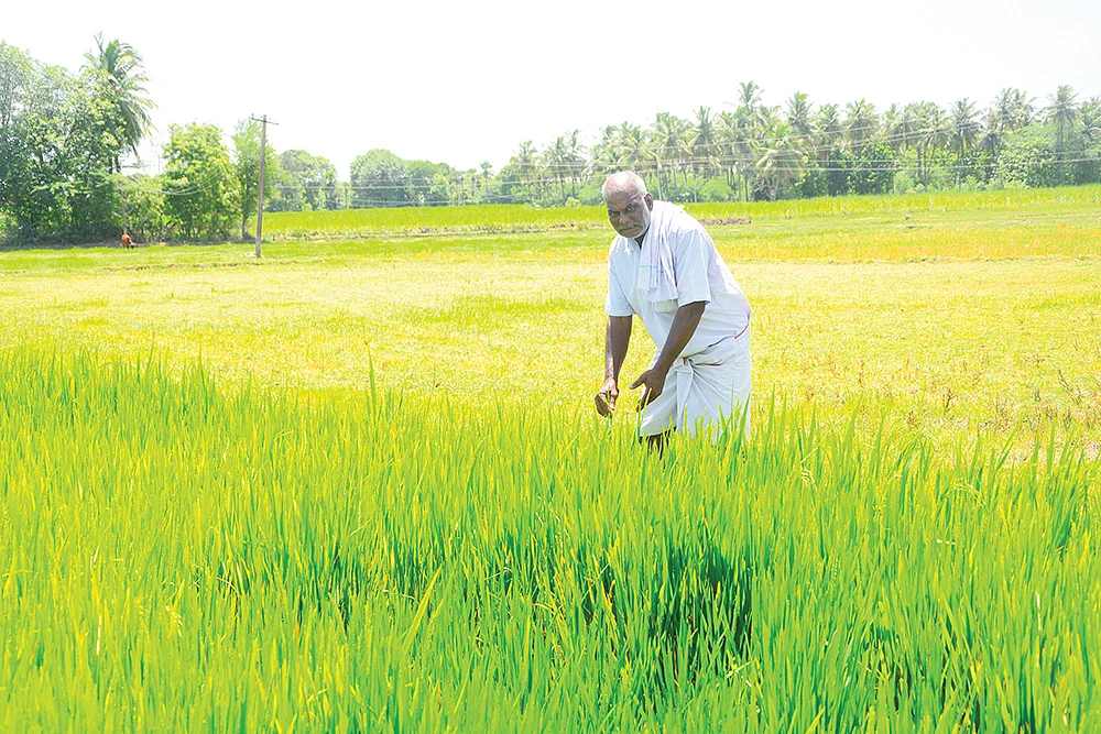 நெல் வயலில் கெம்பு செட்டியார்