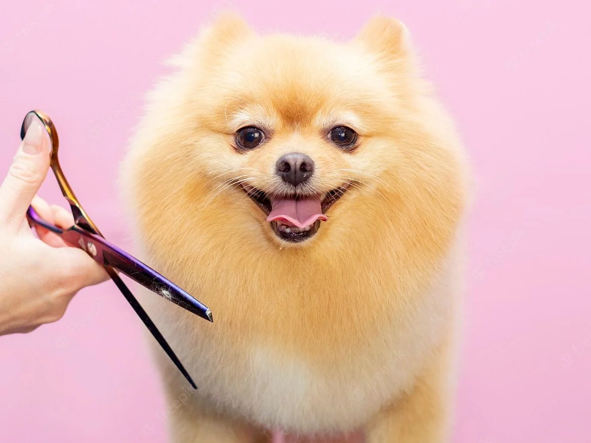 Pet grooming... செல்ல பெட்டுக்கு ஒரு பியூட்டி பார்லர்... இப்படியொரு புது தொழிலா?