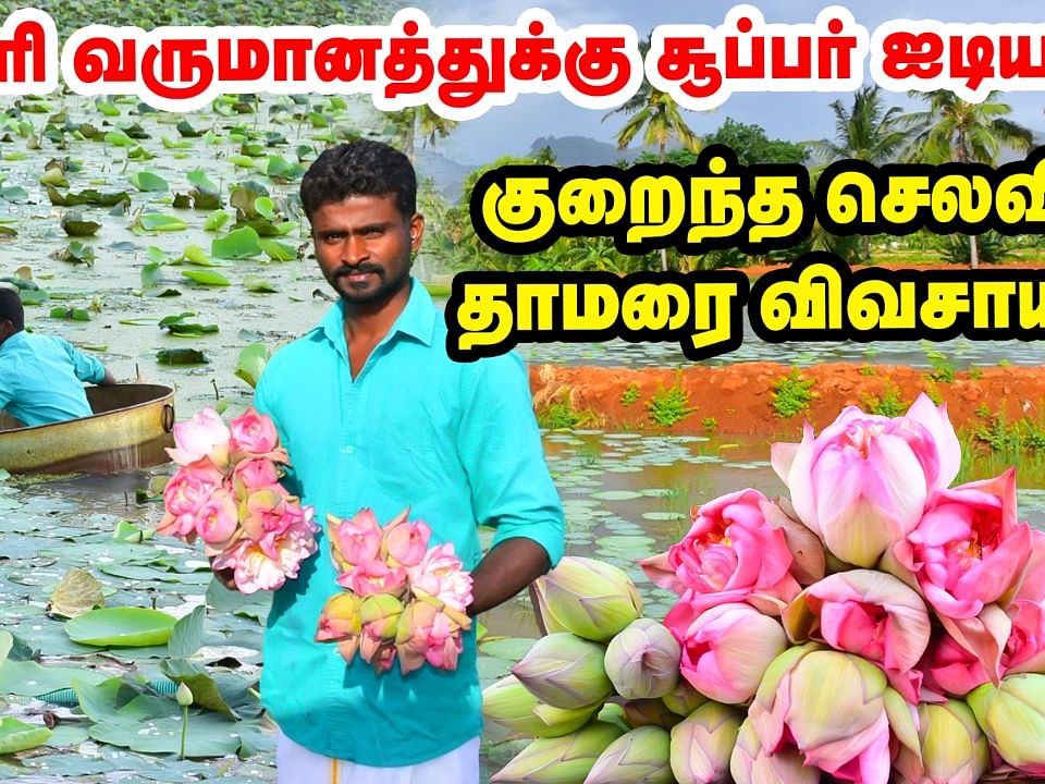 தினசரி வருமானத்துக்கு சூப்பர் ஐடியா... தாமரை விவசாயத்தில் கலக்கும் இளைஞர்!