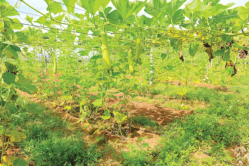 காய்கறிகள்