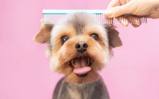 How to: வீட்டில் செல்லப்பிராணியின் ரோமம், எளிதாக அகற்றுவது எப்படி? | How To Remove Pet Hair At Home?