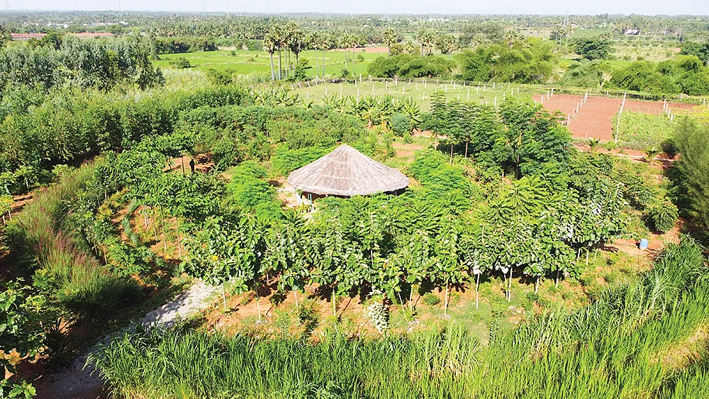 கழுகு பார்வையில் கண்ணைக் கவரும் வேளாண் காடு...