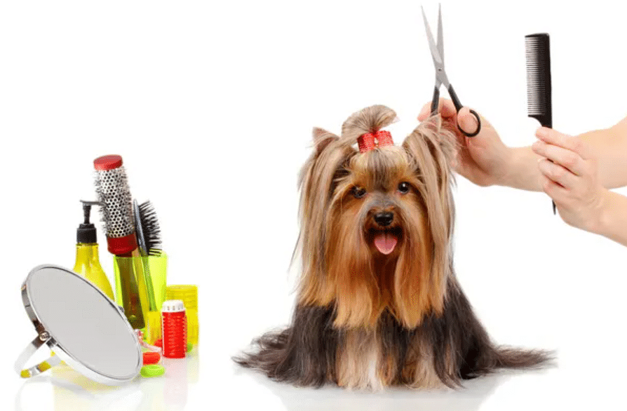 பெட் குரூமிங் | Pet grooming