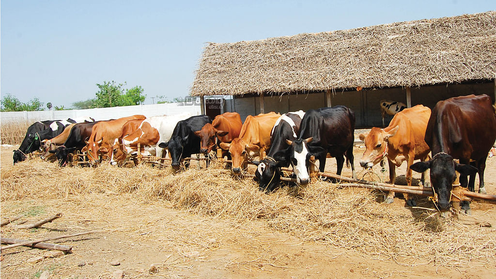 மாடுகள்