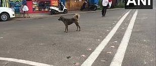 கேரளா: தெருநாய் கடித்து இறந்த 12 வயது சிறுமி... தடுப்பூசி போட்டும் தொடரும் மரணம்!