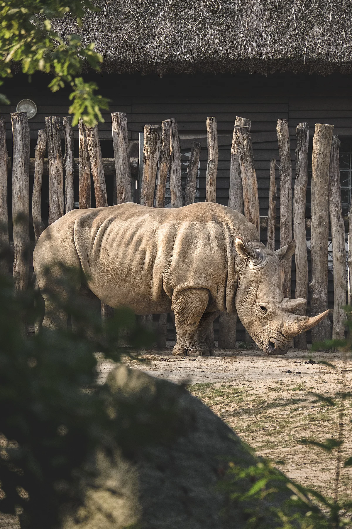 rhinoceros