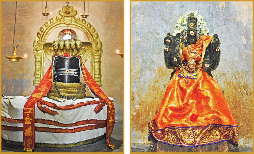 ஸ்ரீபிரகதீஸ்வரர் - ஸ்ரீமாணிக்க நாச்சியார்