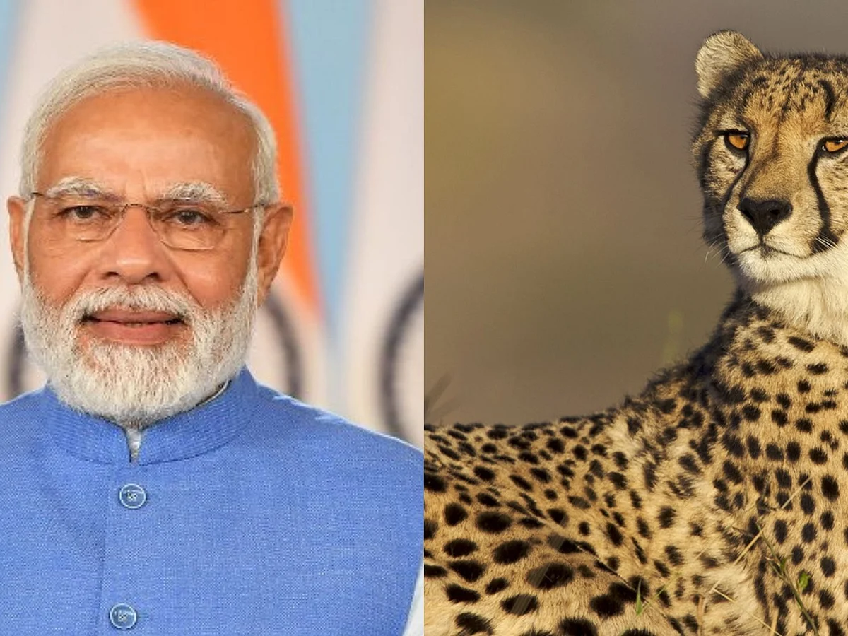 "சிவிங்கிப் புலிகளுக்கு இந்தியப் பெயர்களைச் சூட்ட மக்கள் உதவ வேண்டும்!"- பிரதமர் மோடி கோரிக்கை