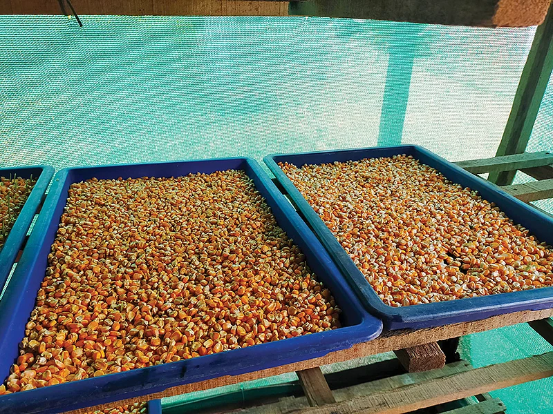 டிரேக்களில் வளர்க்கப்படும் மக்காச்சோள நாற்றுகள்