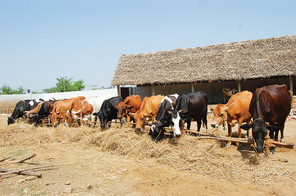 மாடுகள்