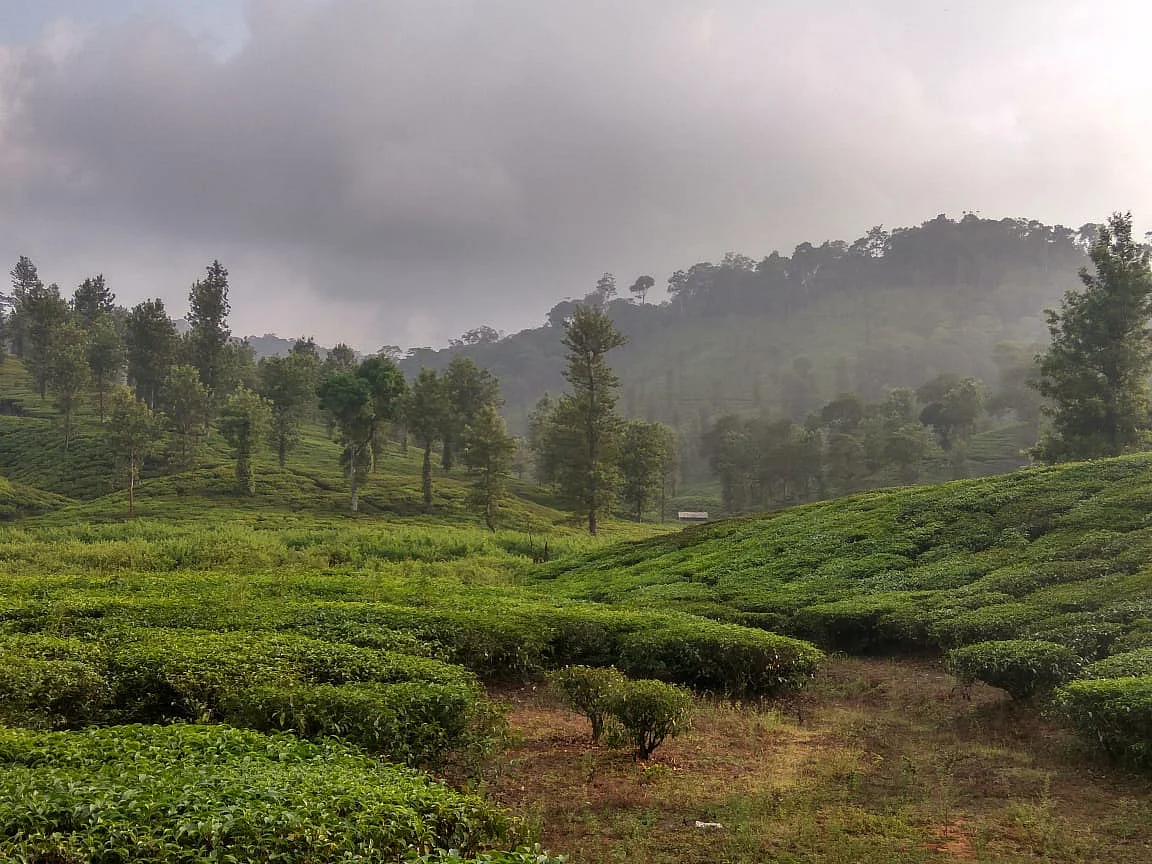 Nelliyampathy