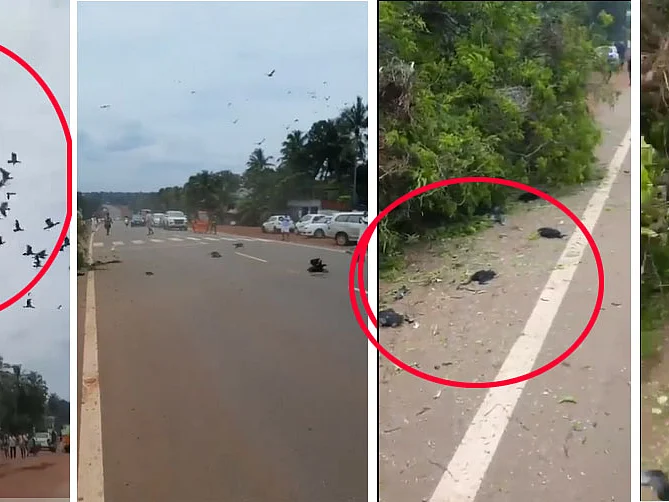 கூடுகளோடு இடிக்கப்பட்ட மரம்; துடிதுடித்து இறந்த 100-க்கும் மேற்பட்ட குஞ்சுகள்! - Viral Video