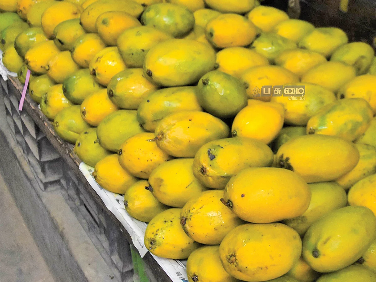 சுவைக்கும் மணத்துக்கும் பெயர்பெற்ற ‘பாதிரி’ மாம்பழம்...
மயிலாடுதுறையின் தனித்துவம்!