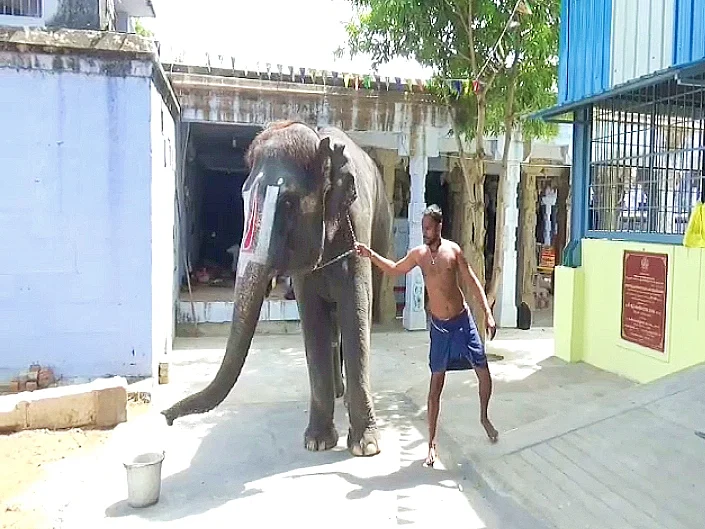 ஜெயலலிதா அழைத்து வந்த `ஜெயமால்யதா'; அசாம் போகிறதா ஆண்டாள் கோயில் யானை? துன்புறுத்தல் காரணமா?