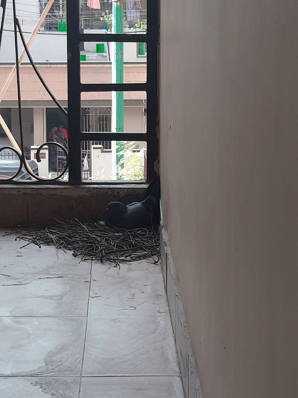 புறா கூடு