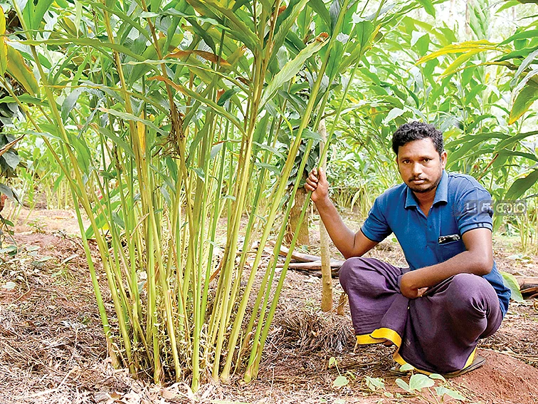 ஆண்டுக்கு ரூ.90,000... ஊடுபயிரில் மணக்கும் கொல்லிமலை ஏலக்காய்...