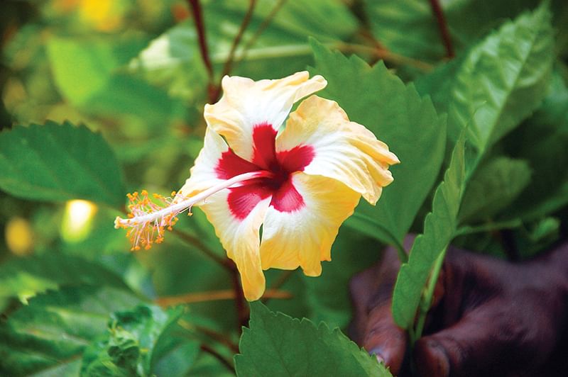 மஞ்சள் செம்பருத்திப் பூ